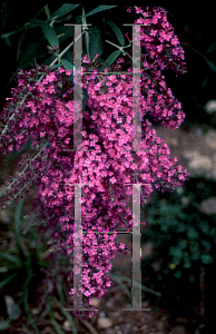 Picture of Buddleia davidii 'Dartmoor'