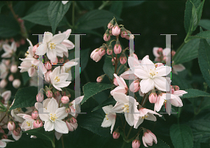 Picture of Deutzia x 'Pink Minor'