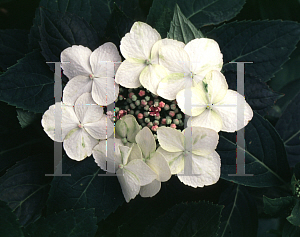 Picture of Hydrangea macrophylla 'Tokyo Delight'