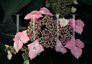 Picture of Hydrangea macrophylla 'Laciniata'