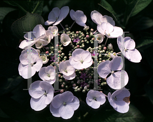 Picture of Hydrangea macrophylla 'Teller White'