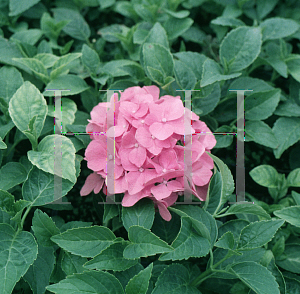 Picture of Hydrangea macrophylla 