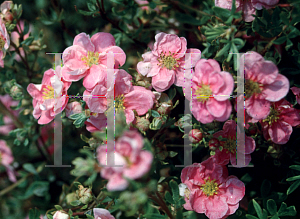 Picture of Potentilla fruticosa 'Floppy Disc'