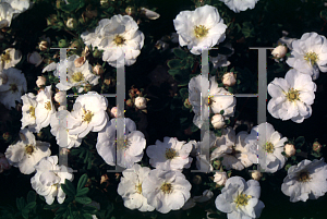 Picture of Potentilla fruticosa 'Snowbird'