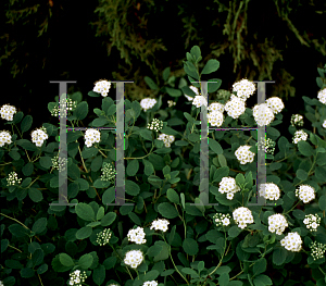 Picture of Spiraea betulifolia 'Tor'