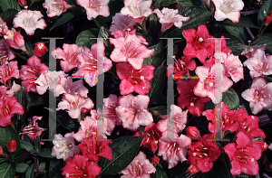 Picture of Weigela florida 'Courtalor(Carnaval)'