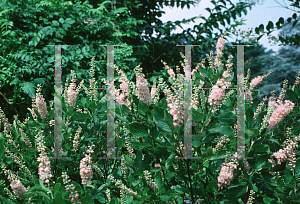 Picture of Clethra alnifolia 'Rosea'