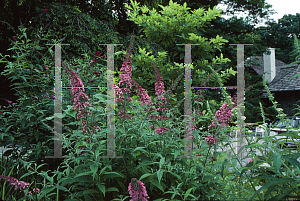 Picture of Buddleia davidii 