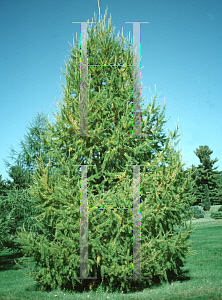 Picture of Larix russica 