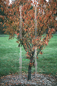 Picture of Prunus cyclamina 