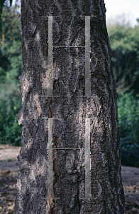 Picture of Paulownia kawakamii 