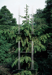 Picture of Picea orientalis 'Rara Flora Fluke'