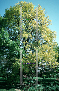 Picture of Fraxinus pennsylvanica var. subintegerrima 