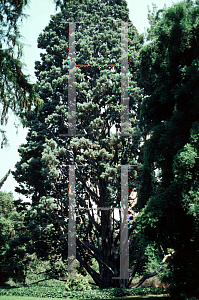 Picture of Cupressus guadalupensis 