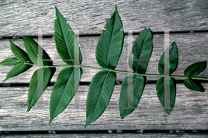 Picture of Juglans cinerea 'Wescheke'