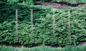 Picture of Juniperus sabina 'Monna (Calgary Carpet)'
