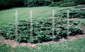 Picture of Juniperus virginiana 'Silver Spreader'