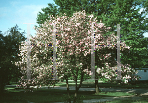 Picture of Pseudocydonia sinensis 