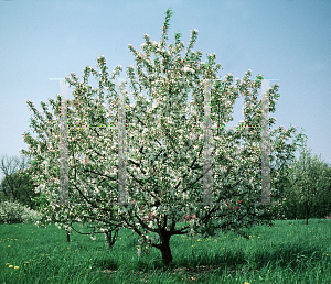 Picture of Malus x 'Sutyzam (Sugar Tyme)'