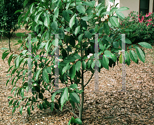 Picture of Michelia doltsopa  x figo 'Allspice'