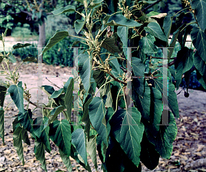 Picture of Paulownia kawakamii 