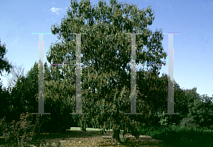 Picture of Paulownia kawakamii 