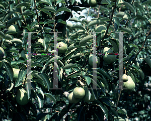 Picture of Pyrus communis 'Bartlett'