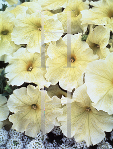 Picture of Petunia x hybrida 'Prism Sunshine'