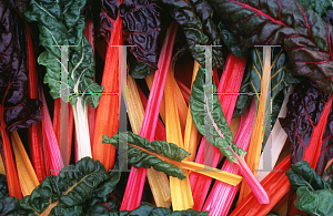 Picture of Beta vulgaris var. flavescens 'Bright Lights'