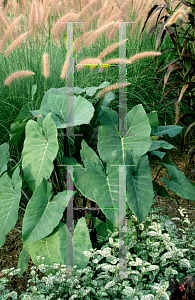 Picture of Colocasia esculenta 