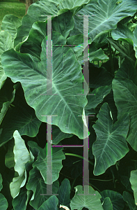 Picture of Colocasia esculenta 