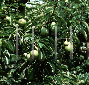 Picture of Pyrus communis 'Bartlett'