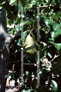 Picture of Pyrus communis 'Bosc'