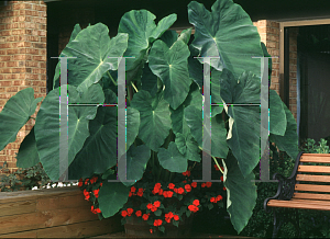 Picture of Colocasia esculenta 