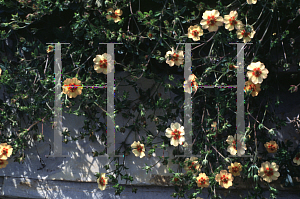 Picture of Potentilla x tonguei 