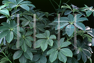 Picture of Schefflera actinophylla 