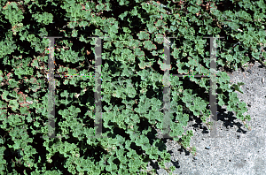 Picture of Rubus pentalobus 