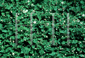 Picture of Rubus pentalobus 'Emerald Carpet'