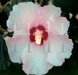 Picture of Hibiscus syriacus 'Minerva'