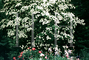 Picture of Cornus kousa 'Milky Way'