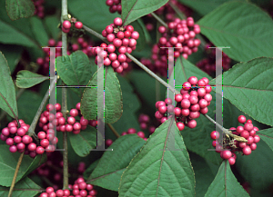 Picture of Callicarpa bodinieri giraldii var.  'Profusion'