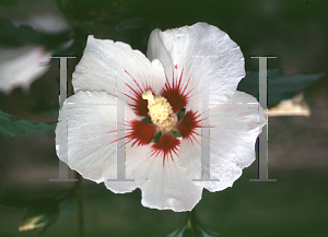 Picture of Hibiscus syriacus 'Helene'