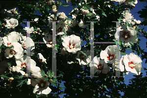 Picture of Hibiscus syriacus 'Red Heart'