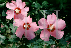 Picture of Hibiscus syriacus 'Pink Giant'