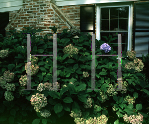 Picture of Hydrangea macrophylla 'Dooley'