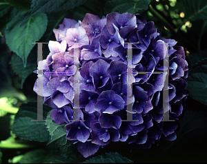 Picture of Hydrangea macrophylla 'Europa'