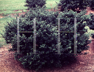 Picture of Ilex crenata 'Bee Hive'