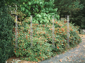 Picture of Ilex verticillata 'Red Sprite'