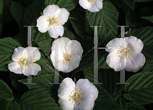 Picture of Rhodotypos scandens 'Black Jet Bead'