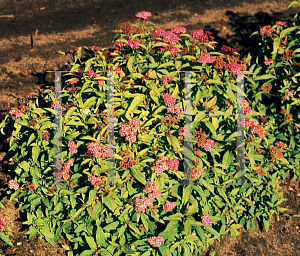 Picture of Spiraea japonica 'Flaming Mound'